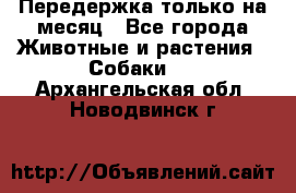 Передержка только на месяц - Все города Животные и растения » Собаки   . Архангельская обл.,Новодвинск г.